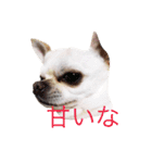 あんにん2（個別スタンプ：31）