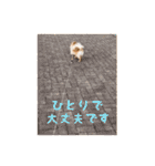 かわいい♪ちびポメラニアン（個別スタンプ：6）