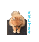 かわいい♪ちびポメラニアン（個別スタンプ：8）