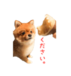 かわいい♪ちびポメラニアン（個別スタンプ：13）
