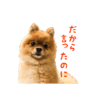 かわいい♪ちびポメラニアン（個別スタンプ：33）