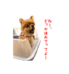 かわいい♪ちびポメラニアン（個別スタンプ：39）