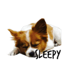 我が家の愛犬、こーすけくん（個別スタンプ：1）
