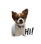 我が家の愛犬、こーすけくん（個別スタンプ：2）