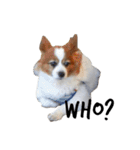 我が家の愛犬、こーすけくん（個別スタンプ：3）