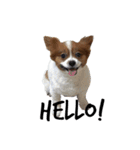 我が家の愛犬、こーすけくん（個別スタンプ：4）