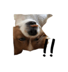 我が家の愛犬、こーすけくん（個別スタンプ：5）