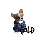 我が家の愛犬、こーすけくん（個別スタンプ：6）