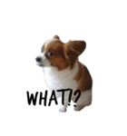 我が家の愛犬、こーすけくん（個別スタンプ：8）