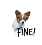 我が家の愛犬、こーすけくん（個別スタンプ：12）