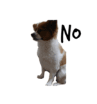 我が家の愛犬、こーすけくん（個別スタンプ：13）