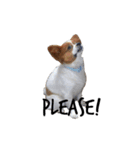 我が家の愛犬、こーすけくん（個別スタンプ：14）
