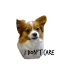 我が家の愛犬、こーすけくん（個別スタンプ：15）