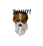 我が家の愛犬、こーすけくん（個別スタンプ：16）