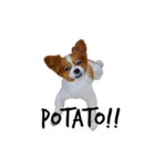 我が家の愛犬、こーすけくん（個別スタンプ：17）