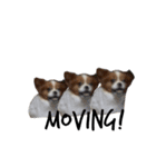 我が家の愛犬、こーすけくん（個別スタンプ：18）