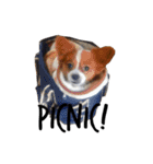 我が家の愛犬、こーすけくん（個別スタンプ：19）