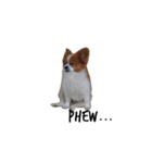 我が家の愛犬、こーすけくん（個別スタンプ：20）