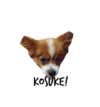 我が家の愛犬、こーすけくん（個別スタンプ：21）