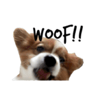 我が家の愛犬、こーすけくん（個別スタンプ：22）