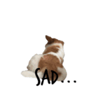 我が家の愛犬、こーすけくん（個別スタンプ：23）