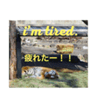外国人にも使える英語スタンプ（個別スタンプ：7）