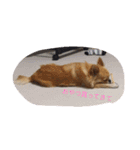 chibicollecti（個別スタンプ：5）