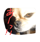 chibicollecti（個別スタンプ：7）