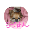 chibicollecti（個別スタンプ：9）