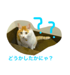 猫写真スタンプ白茶トラのもんちゃん（個別スタンプ：1）