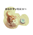 猫写真スタンプ白茶トラのもんちゃん（個別スタンプ：2）