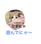 猫写真スタンプ白茶トラのもんちゃん（個別スタンプ：3）