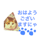 猫写真スタンプ白茶トラのもんちゃん（個別スタンプ：4）