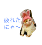 猫写真スタンプ白茶トラのもんちゃん（個別スタンプ：8）