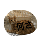 吉田家のネコたち～マル＆ウリ ❸（個別スタンプ：4）