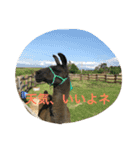 吉田家のネコたち～マル＆ウリ ❸（個別スタンプ：9）