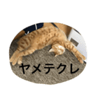 吉田家のネコたち～マル＆ウリ ❸（個別スタンプ：11）