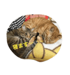 吉田家のネコたち～マル＆ウリ ❸（個別スタンプ：12）