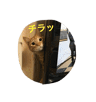 吉田家のネコたち～マル＆ウリ ❸（個別スタンプ：13）
