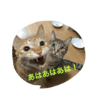 吉田家のネコたち～マル＆ウリ ❸（個別スタンプ：14）