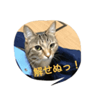 吉田家のネコたち～マル＆ウリ ❸（個別スタンプ：17）
