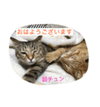 吉田家のネコたち～マル＆ウリ ❸（個別スタンプ：18）