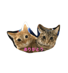 吉田家のネコたち～マル＆ウリ ❸（個別スタンプ：24）