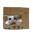 ごまじ（個別スタンプ：5）