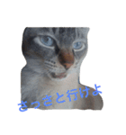 たいが4（個別スタンプ：2）