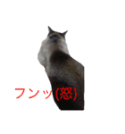 たいが4（個別スタンプ：5）