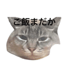 たいが4（個別スタンプ：17）