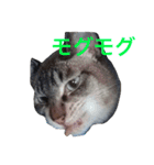 たいが4（個別スタンプ：18）