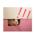 キンクマハムスターのおふちゃんスタンプ（個別スタンプ：3）