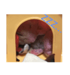 キンクマハムスターのおふちゃんスタンプ（個別スタンプ：4）